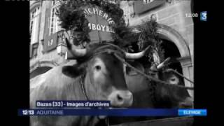 Vers la disparition de la traditionnelle fête des Boeufs gras de Bazas [upl. by Dogs]