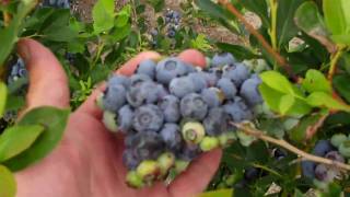 Organic Blueberry Bushes for Sale  DiMeo Farms and Blueberry Plants Nursery [upl. by Rutherfurd]