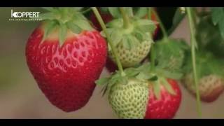 Strawberry pollination with Koppert bumblebees  NFFC [upl. by Rosamond699]