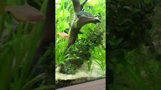 Fishes Mating 🐟💖🐟  Synodontis Petricola Mating 🐟💖🐟 synodontis fishtank [upl. by Nooj568]