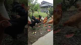 free range chickens chicken farming [upl. by Adnawak]