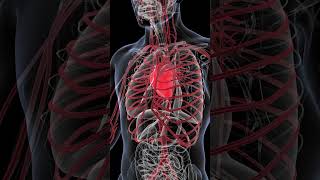 Roles of Blood and Cardiovascular System [upl. by Jennings]