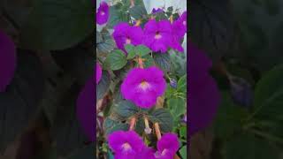 Achimenes longiflora [upl. by Eybba]