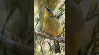 grey headed honeyeater singing [upl. by Carree]