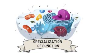 Cell Organization and Compartmentalization [upl. by Heigl563]