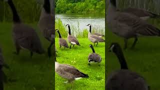 A flock of noisy geese やかましい雁の群れ shorts [upl. by Shwalb]