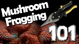 Mushroom Fragging 101 [upl. by Friedlander]