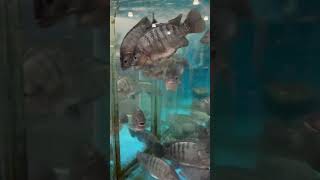 Live Tilapia Fish JungleJimsMarket tilapia fish [upl. by Einnep]