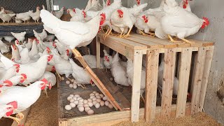 Process henhouse Diy making Chicken egg nesting boxes from pallet  Chicken Farm [upl. by Ecraep708]