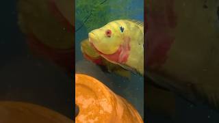 Trimac Cichlid aquarium cichlid reddevils [upl. by Ulda]