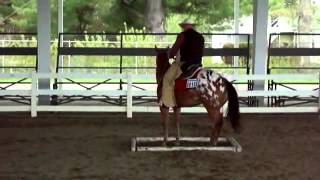 Appaloosa Horse Event Videos [upl. by Kcirred931]