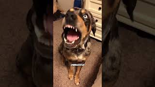 Dog Talking Back  RxCKSTxR Comedy Voiceover [upl. by Einalem]