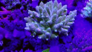 Acropora Millepora [upl. by Eceinart]