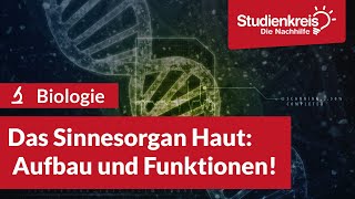 Das Sinnesorgan Haut  Aufbau amp Funktionen  Biologie verstehen mit dem Studienkreis [upl. by Aneelad]