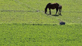 RoyaumeUni  épidémie de grippe équine toutes les courses annulées [upl. by Aric]