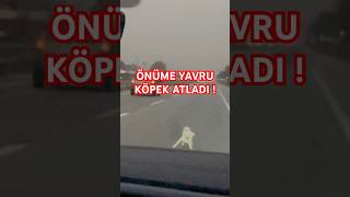 YOLDA ÖNÜME KÖPEK ATLADI SİZCE ÇARPTIM MI Videonun devamı kanalımda kaza köpek shorts fyp [upl. by Aerdnad26]