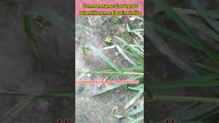 Eleusine indica  Goosegrass  botany plantidentification medicinalplants nature grass [upl. by Santos]