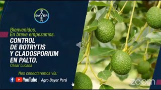 Control de Botrytis y Cladosporium en palto  Agro Bayer Perú [upl. by Enymzaj]