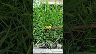 chives plants shortvideo [upl. by Oned879]