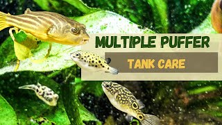 Caring for Multiple Puffers What You Need to Know [upl. by Witt]