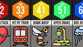 Comparison  Worst Human Pain DOL [upl. by Ilke]