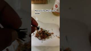 Harvesting marigold seeds gardening marigolds harvesting [upl. by Bertle609]