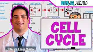 Cell Biology  Cell Cycle Interphase amp Mitosis [upl. by Hatfield449]