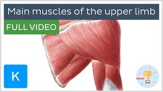 FULL VIDEO Main muscles of the upper limb  Human Anatomy  Kenhub [upl. by Avigdor]