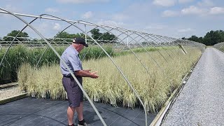 Variegated Little Bluestem Schizachyrium Shining Star  Gorgeous Hardy amp EASY MultiSeason Grass [upl. by Ecnadnak]