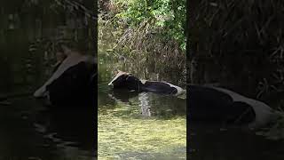 How Jamaican cow relax [upl. by Giuliana]