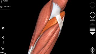 Pronator Teres muscle  3D Anatomy  origin insertion [upl. by Hendry408]