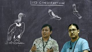 Basic Ornithology Bird Conservation [upl. by Leonhard80]