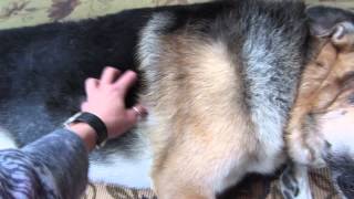 German Shephard Degenerative Myelopathy quotBEFOREquot doTERRA [upl. by Macpherson]