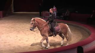 Haflinger zeigt Piaffe amp Passage bei Fachtagung 2015 Anja Beran amp Jana Mandana [upl. by Nicholle790]