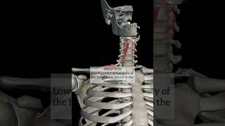 omohyoid musclehead and neck anatomy [upl. by Ailey]