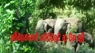 අම්බලන්තොට රෝටවලට ආ වන අලි Magama TV Lk [upl. by Nimajnab61]