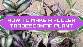 How to get a fuller Tradescantia Plant  Propagation  Zebrina amp Nanouk [upl. by Cohen]