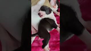 All The DoDa Day High Demand and Bijou Italian Greyhound Puppies [upl. by Silohcin980]