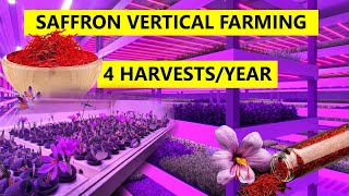 ISRAEL Indoor farming revolution for saffron THIS will disrupt worlds saffron market [upl. by Calise]