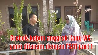 Grebek kebun anggrek Kang WS yang ditanam dengan FSFR part 1 Koleksi Dendrobium Spatulata [upl. by Nevag]