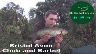 Chub and Barbel Fishing on the Bristol Avon  4 swims 4 fish [upl. by Michaele]