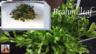 ব্রাহ্মী কেন ঘি দিয়ে তৈরি করে How to Use Brahmi shak Brahmi Leaf medicinal health Benefits [upl. by Wiese461]