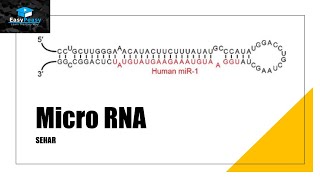 MicroRNA miRNA [upl. by Feliza]