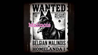 The Belgian Malinois The Ultimate Military amp Police Dog dogtv belgiummalinois shorts dogshorts [upl. by Jard166]