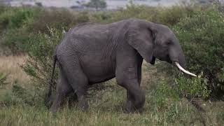 Safari game drive in Masai mara National Reserve Kenya [upl. by Lrae]