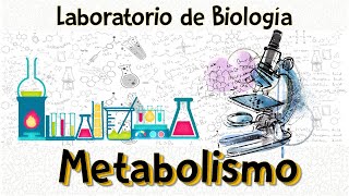 Práctica de laboratorio I Metabolismo [upl. by Karas950]