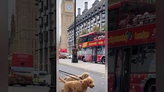 Labradoodle puppy amp Goldendoodle puppy London Walk [upl. by Ronacin]