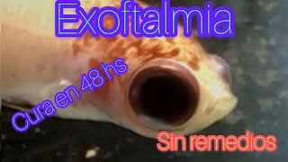 OJO HINCHADO  exoftalmia  EN PEZ BETTA [upl. by Croteau]