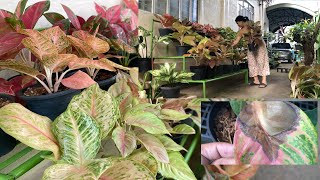 My Aglaonema Plants  Before During and After the Super Typhoon [upl. by Harahs]