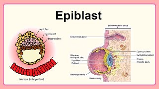 epiblast [upl. by Gervais]